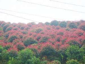 红叶石楠