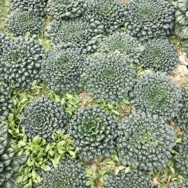 安徽蚌埠怀远县乌塌菜、黄心菜、芹菜、塔菜产地货源代办电话_从喜蔬菜水果基地