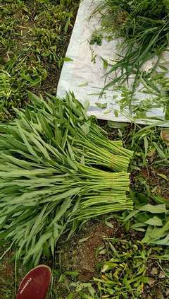 怀远县绿强种植蔬菜