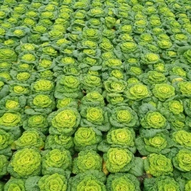 安徽蚌埠怀远县乌塌菜、黄心菜、芹菜、塔菜产地货源代办电话_从喜蔬菜水果基地