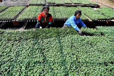 “扶贫大棚”育苗忙