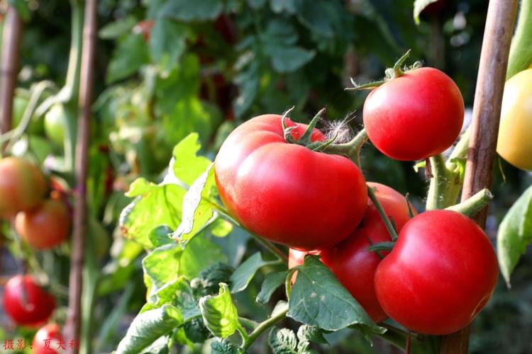 怀远榴城镇曹河耕龙种植专业合作社国家级蔬菜标准园.科普摄影家学会