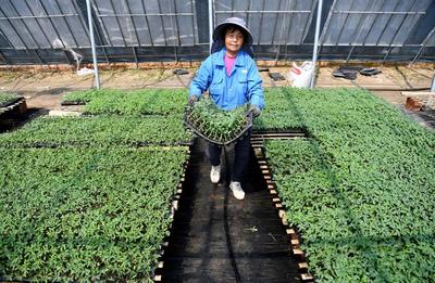 “扶贫大棚”育苗忙