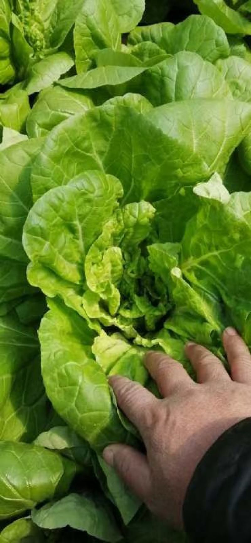 [批发]安徽蚌埠怀远县 0.20元/斤叶菜,各种蔬菜 ,蔬菜品种 _ 一亩田