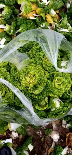[黄心菜批发]安徽蚌埠怀远县黄心菜 0.25元/斤黄心菜 _ 一亩田