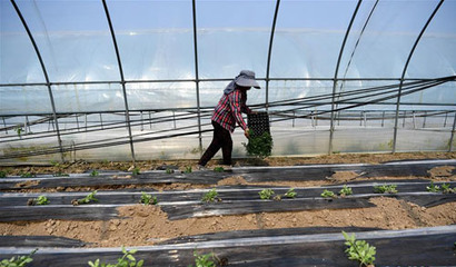 “扶贫大棚”育苗忙