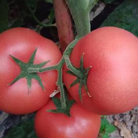 安徽蚌埠淮上区安徽怀远县新城区高皇村百兴蔬菜专业合作社西红柿