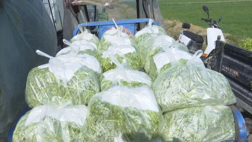 怀远县白莲坡镇 芦蒿喜获丰收 田间地头奏响致富曲