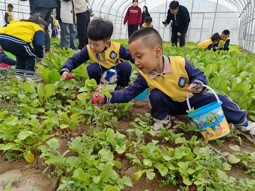 横山区怀远街道 微菜园里的温暖实践