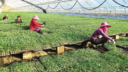 扶贫大棚里 农民管理忙