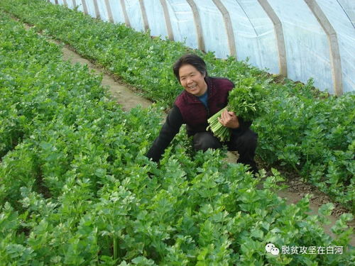 教育部网站推广白河县教体局 农户 合作社 学校 农产品产销模式