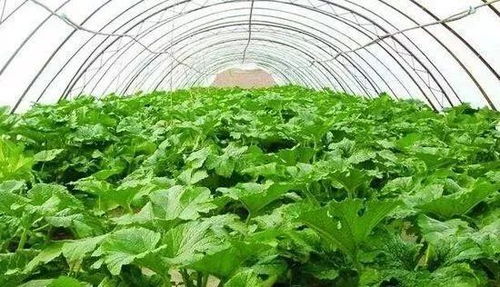 为什么水溶肥一吨相差几千