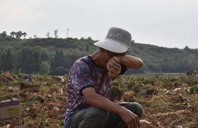 今年的农业滞销事件多达1612起,是什么原因?明年如何打算?