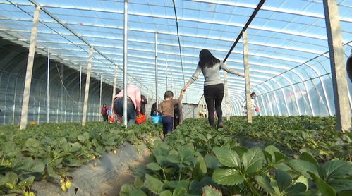 农文旅融合发展的 坊子实践