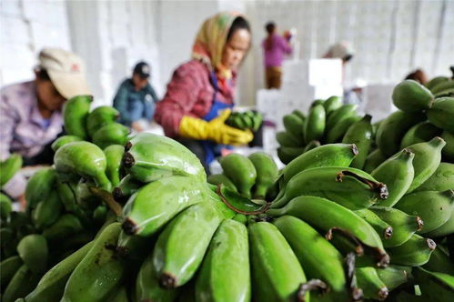 广西这个水果火了 3年内价格涨了2倍,你们喜欢吃吗