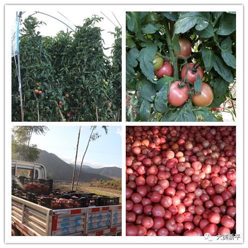 老厂乡勐炳村 加大蔬菜供应保障市民 菜篮子 助力打好疫情防控阻击战