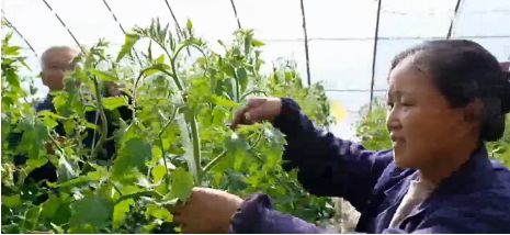 清徐西怀远村 大棚变 三居 种菜用手机