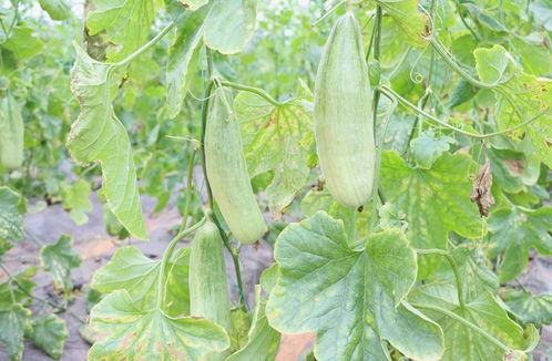 寿光模式 让蔬菜大棚变身 绿色工厂