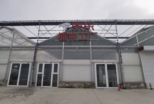 探秘神奇植物工场 京东全资打造,长在床上的蔬菜长啥样