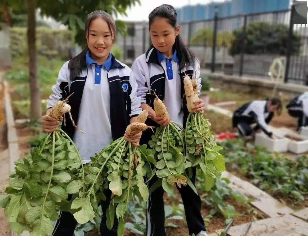 一畦蔬菜绿,劳动教育满园香_种植