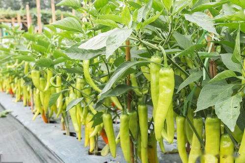 宜州区 线上线下订单促销农产品