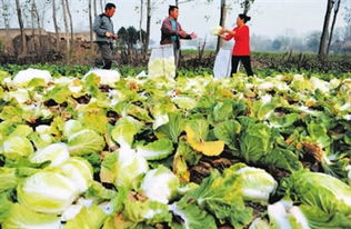内蒙古科技报数字报刊平台
