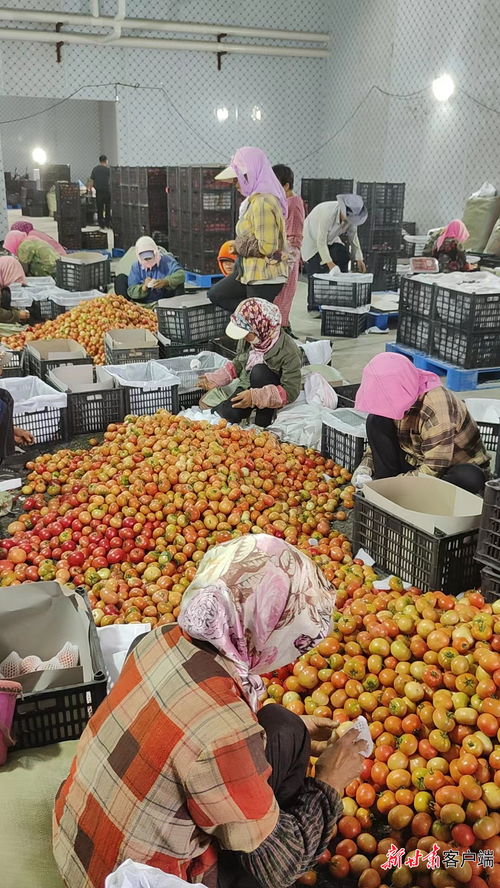 酒泉农产品阔步 闯 市场