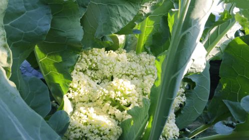 农产品电商大热,掌上生态农业能否赋能企业实现盈利高转化