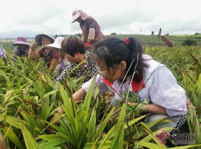 蒙自:科技特派员为乡村振兴“添智增力”
