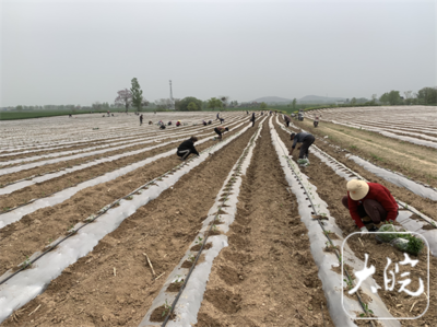 怀远:“小米辣”产业火,党建拓宽小康路