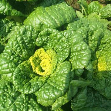 [黄心菜批发]安徽蚌埠怀远县黄心菜 0.32元/斤精品黄心菜` _ 一亩田