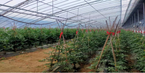 杨庙镇到怀远蔬菜生产基地参观学习