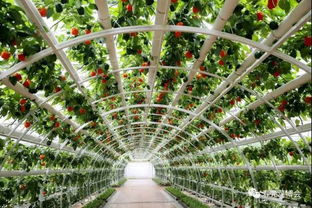 4月20日,我跟你在寿光菜博会不见不散