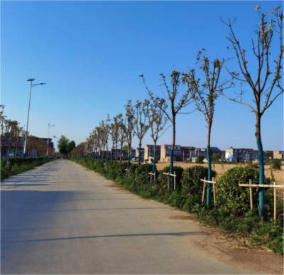 安徽怀远双桥集镇:坚持绿色发展理念 绘就乡村振兴新画卷