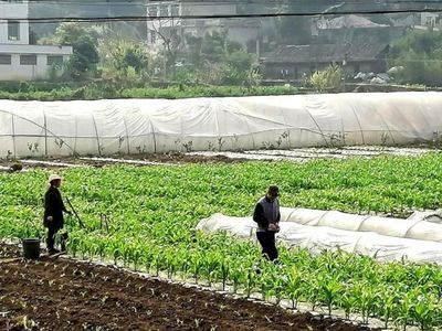 高县文江镇怀远坝区春耕作物长势良好