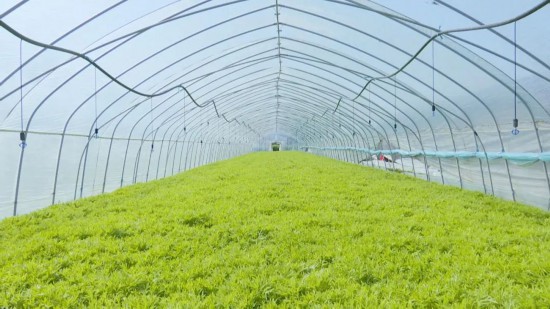 怀远县白莲坡镇:芦蒿喜获丰收 田间地头奏响致富曲