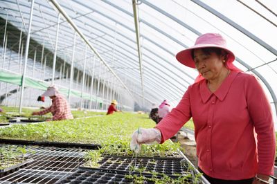 智慧育苗工厂:物联网 实现"季季有菜"