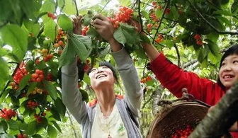 成都这些地方的恩桃儿已经熟了,赶快去摘