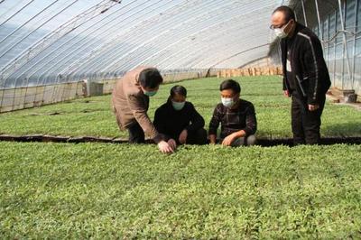 安徽怀远:战“疫”情保春耕 稳菜篮保供给