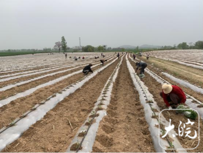 怀远县:小米辣椒产业火,党建拓宽小康路