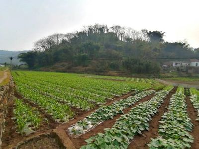 高县文江镇怀远坝区春耕作物长势良好