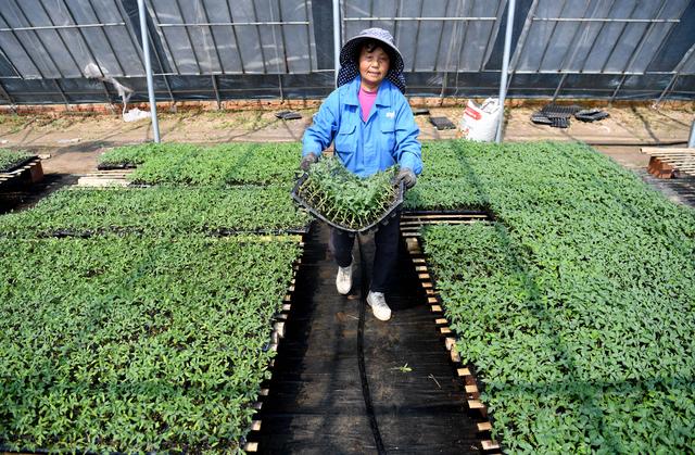 “扶贫大棚”育苗忙