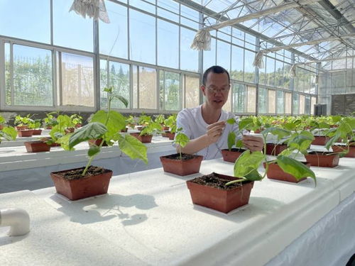 江北 植物工厂 产蔬菜凤凰网宁波