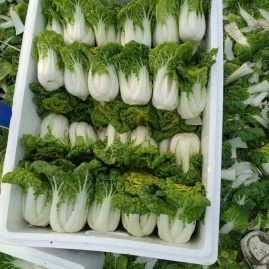 安徽蚌埠怀远县乌塌菜、黄心菜、芹菜、塔菜产地货源代办电话_从喜蔬菜水果基地