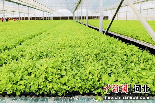 河北肃宁蔬菜育苗 工厂化 产销两旺助增收