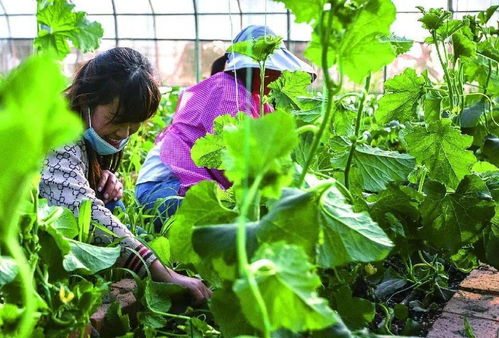 怀远榴城镇 提升品质 突出特色 推进乡村振兴