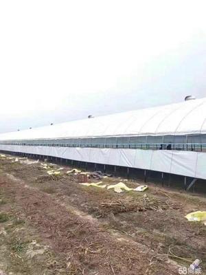 上饶市定做各种保温大棚养猪大棚蔬菜大棚