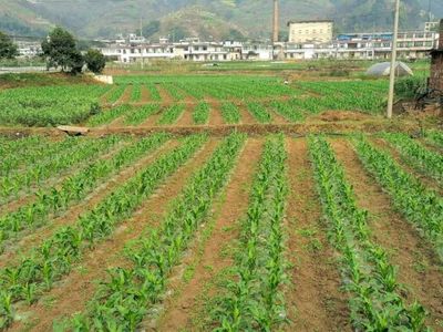 高县文江镇怀远坝区春耕作物长势良好