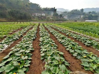 高县文江镇怀远坝区春耕作物长势良好