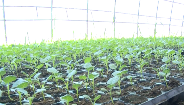 蚌埠百菜园:发展有机蔬菜助力精准脱贫